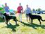 Beauceron Satchmo`s Yappi - Yappi Best i rase og CACIB på internasjonell utstilling