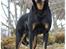 Beauceron Satchmo`s Yappi