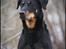 Beauceron Satchmo`s Yappi