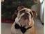 Engelsk bulldog Eigil - Glad pyntet julegris!