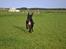 Labrador retriever Mikkel