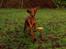 Irsk setter Cody R.F.S (run free sweetheart) 