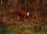Irsk setter Cody R.F.S (run free sweetheart)  - Lille-hunden fandt vist noget spændede
