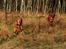 Irsk setter Cody R.F.S (run free sweetheart) 
