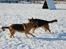 Schæferhund Lyagers Come On Corba - Leg i sne.