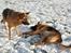 Schæferhund Lyagers Come On Corba - Så nu er Corba død :-)