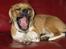 Blanding af racer Beagle/Shih tzu Mailo - Se hvor farlig jeg er. 5 mdr