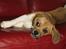 Blanding af racer Beagle/Shih tzu Mailo - jeg er helt uskyldig.. 5 mdr.