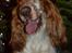 Cocker spaniel Althea