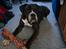 Boxer Rysse (Ikke mere min)
