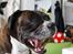 Boxer Rysse (Ikke mere min)