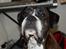Boxer Rysse (Ikke mere min)
