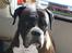 Boxer Rysse (Ikke mere min)