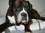 Boxer Rysse (Ikke mere min)