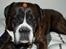 Boxer Rysse (Ikke mere min)