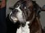 Boxer Rysse (Ikke mere min)