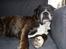 Boxer Rysse (Ikke mere min)