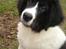 Landseer Emmie - Dejlige Emmie