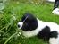 Landseer Emmie