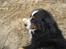 Berner sennenhund buller