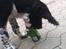 Engelsk springer spaniel Malthe - Min helt egen lille alkoholiker ;)