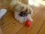 Pekingeser Jason