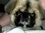 Pekingeser Jason