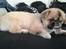 Pekingeser Jason - Fra i sommers :) Helt nyklippet. 