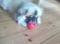 Pekingeser Jason - En bold kan bruges til mange ting :p