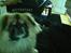 Pekingeser Jason