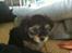 Blanding af racer (Malteser/yorkshie terrie) Gismo