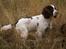 Engelsk springer spaniel White Aslan - Aslan's mor Donna