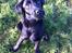 Labrador retriever Paw
