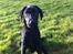 Labrador retriever Paw