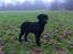 Labrador retriever Paw