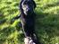 Labrador retriever Paw