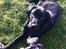 Labrador retriever Paw