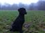 Labrador retriever Paw
