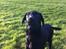 Labrador retriever Paw