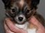 Blanding af racer Luna - velkommen til Luna's profil!