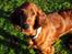 Irsk setter Cody R.F.S (run free sweetheart) 