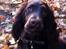 Cocker spaniel Agnes