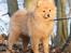 Mittelspitz Maxi (Sable Shade´s Red Bull)