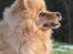 Mittelspitz Maxi (Sable Shade´s Red Bull)