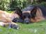 Schæferhund Lyagers Come On Corba - Total afslapning.