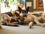 Schæferhund Lyagers Come On Corba - Familiehygge,