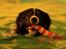 Border collie Satu (Hummelhund)
