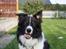 Border collie Satu (Hummelhund)