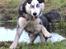 Siberian husky Einstein