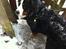 Berner sennenhund Conrad - Flintinges Conrad Cornelius i daglig tale kaldet Conrad